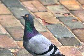 Council to spend $22k on pigeon mitigation 