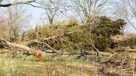 Tree removal to help foster remnant prairie at Green Valley