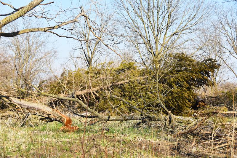 Tree removal at Green Valley State Park may look alarming now, but it it's going to help rare native prairie grass flourish.