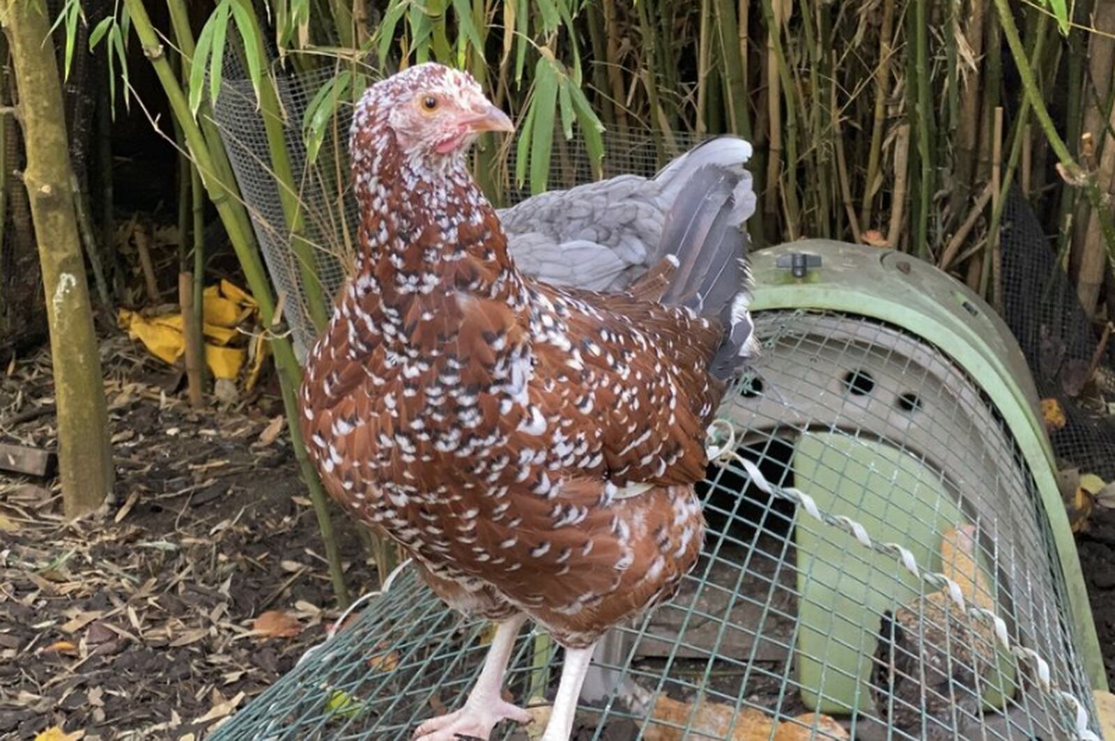 Bird flu detected in western Iowa backyard flock Creston News