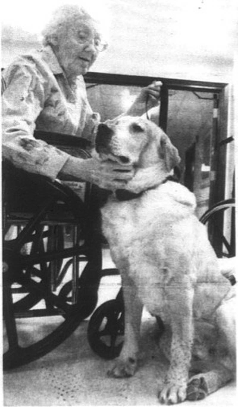 Blaze, a 6-year-old Labrador Retriever, finds himself on the the receiving end of a good petting from Margaret Moore at Creston Nursing and Rehab Center Wednesday. Roger McCay of rural Diagonal has brought Blaze for weekly visits to area care centers, assisted-living facilities, Greater Regional Medical Center, Creston High School and Midwest Opportunities since Blaze was a puppy.