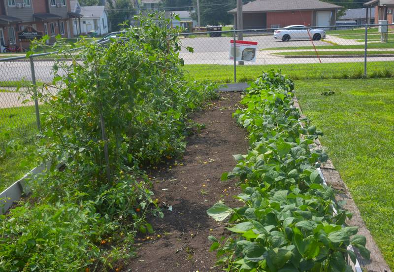 Plants and ripe produce were heavily damaged in mid-July, causing the gate to the garden to be locked for the first time.