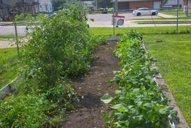 Gate locked at Creston Community Garden
