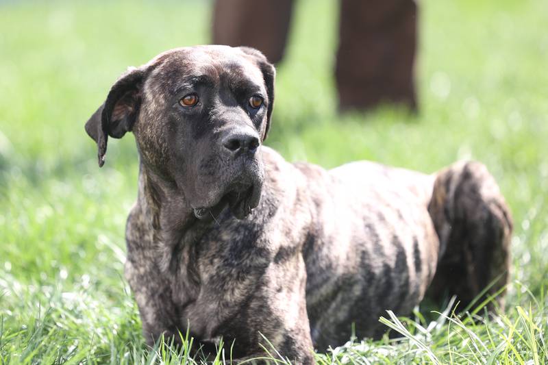 Hermione hangs out at the Will County Animal Control facility on Tuesday, Oct. 3, 2023 in Joliet. The English Mastiff was found in an unincorporated area near Beecher with gunshot wounds.