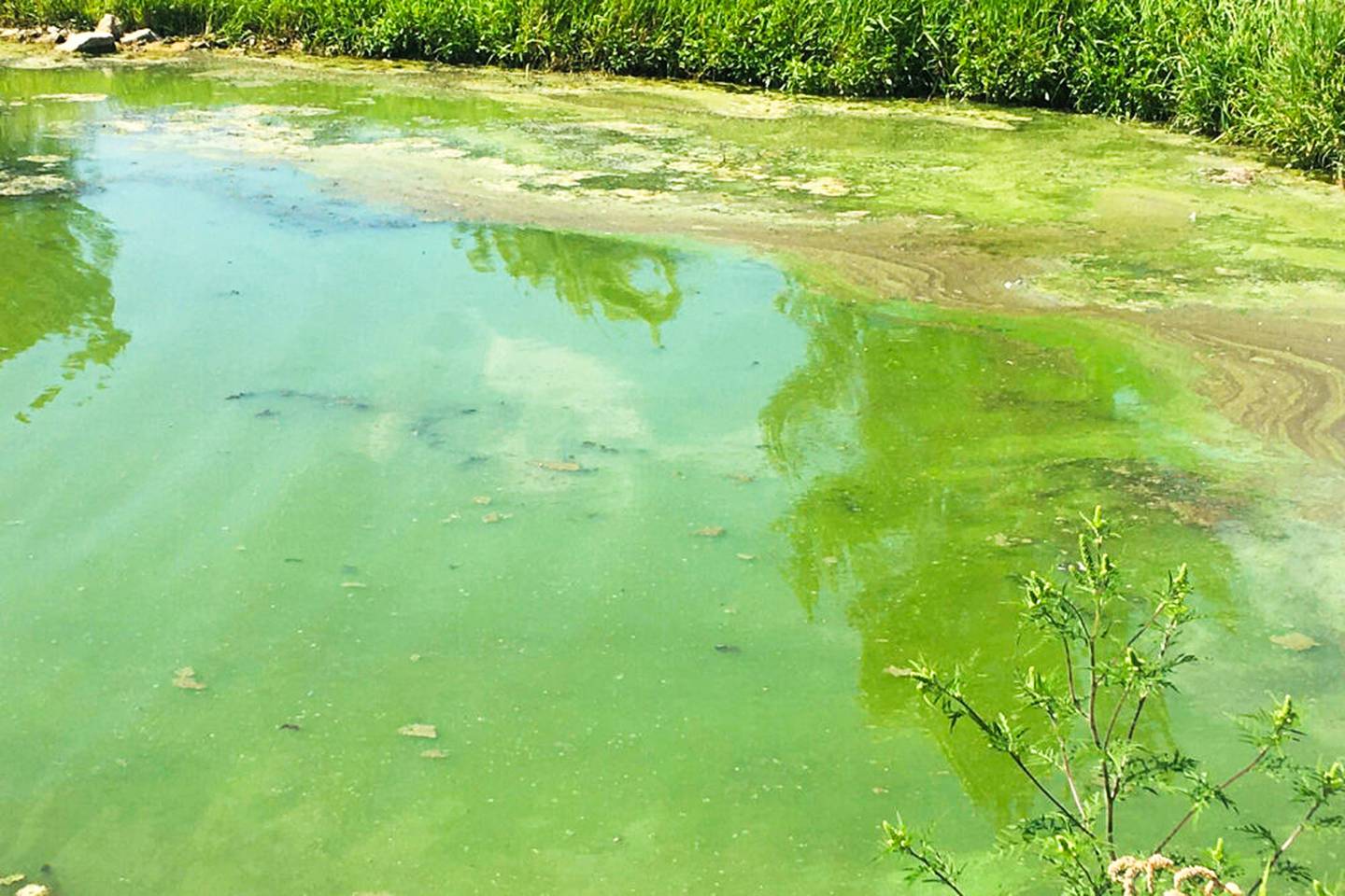 Algae bloom, which causes green discoloration, is being targeted at Green Valley Lake in part of a Iowa DNR-sponsored water quality cleanup project.