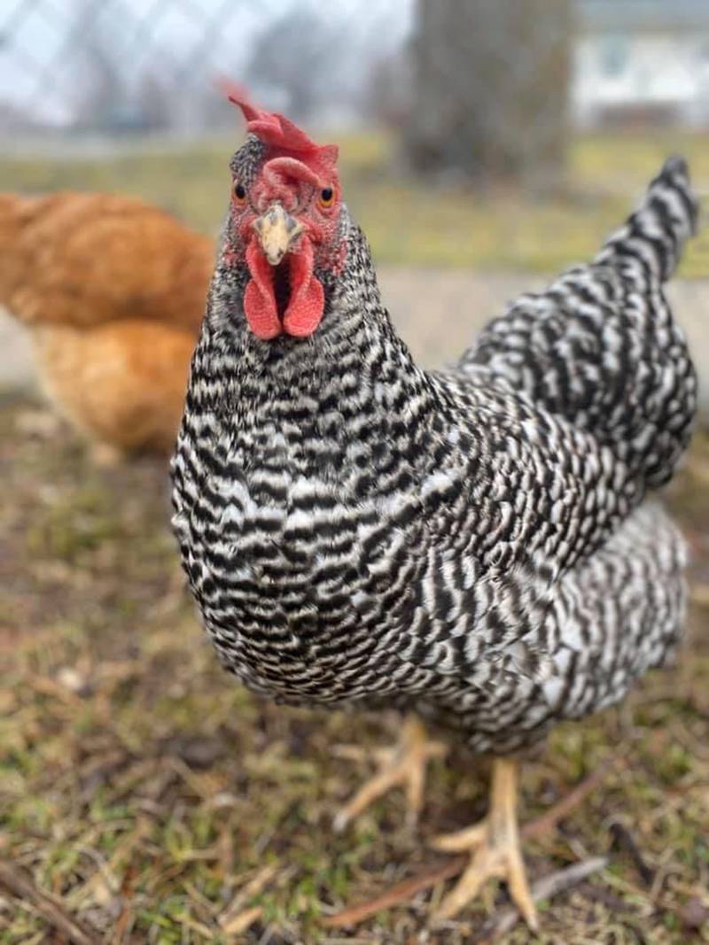 Afton approved new regulations regarding the city's livestock permits in a city council meeting on Tuesday.