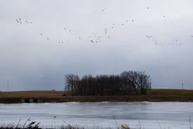 Bird flu confirmed in dead geese at Green Valley Lake