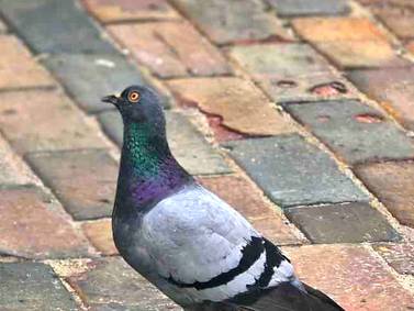 Council to spend $22k on pigeon mitigation 