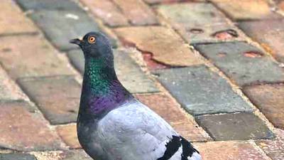 Council to spend $22k on pigeon mitigation 