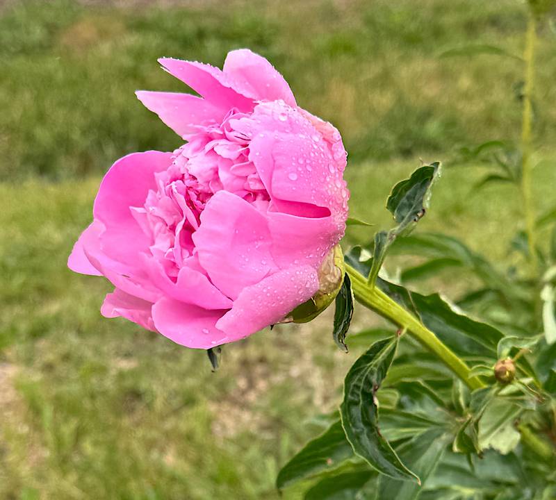 Peonies are beginning to bloom along a street known locally as Peony Lane in Orient (also known as East First Street).