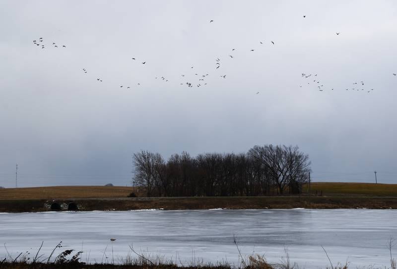 Avian influenza has been confirmed in Canadian geese at Green Valley State Park. Thousands are currently at the lake as a part of their fall migration.