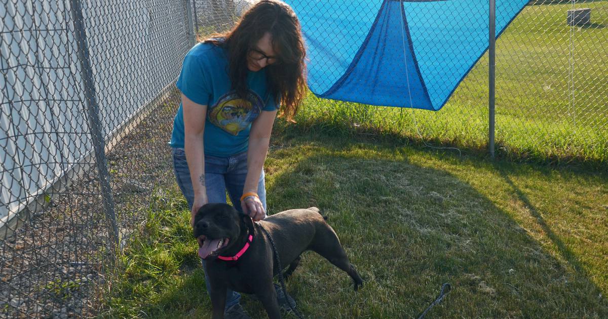 Animal shelter volunteers pay it forward for pets Creston News
