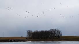 Bird flu confirmed in dead geese at Green Valley Lake