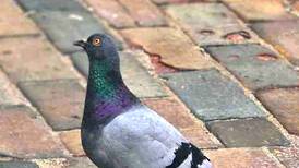 Council to spend $22k on pigeon mitigation 