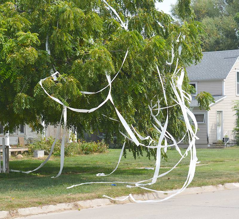 Toilet paper hangs from a tree on Fillmore Street in Afton during homecoming week 2024. Toilet paper on homes and trees is a common tradition in Afton.