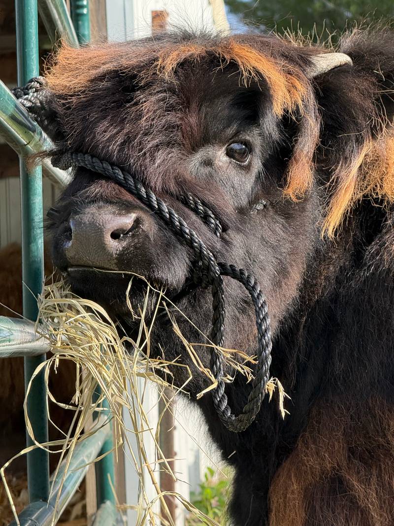 One of Jovie Denney's most recent Highland show heifers.