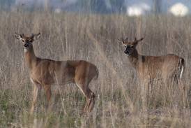 Non-resident hunting pressure increases