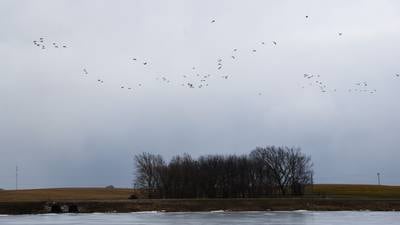 Bird flu confirmed in dead geese at Green Valley Lake