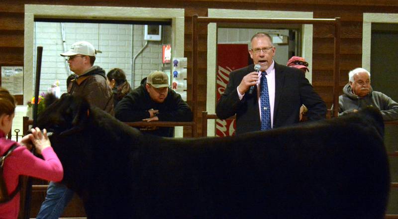 Craig Mittag, general manager of Creston Publishing Company, evaluates a class of cattle in a show at the Union County Fairgrounds in Afton earlier this year.