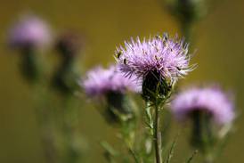 Be aware of noxious weeds in Union County
