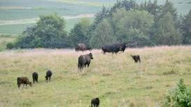 Summer heat brings crop and livestock diseases