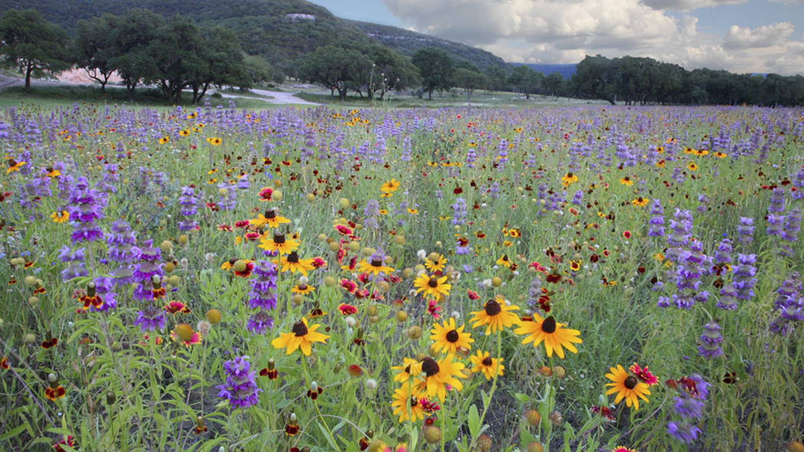 Ronald "Ronnie" Bird Creston News