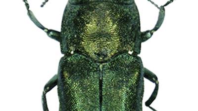 Emerald Ash Borer discovered in three more Iowa counties