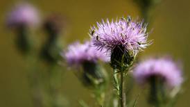 Be aware of noxious weeds in Union County