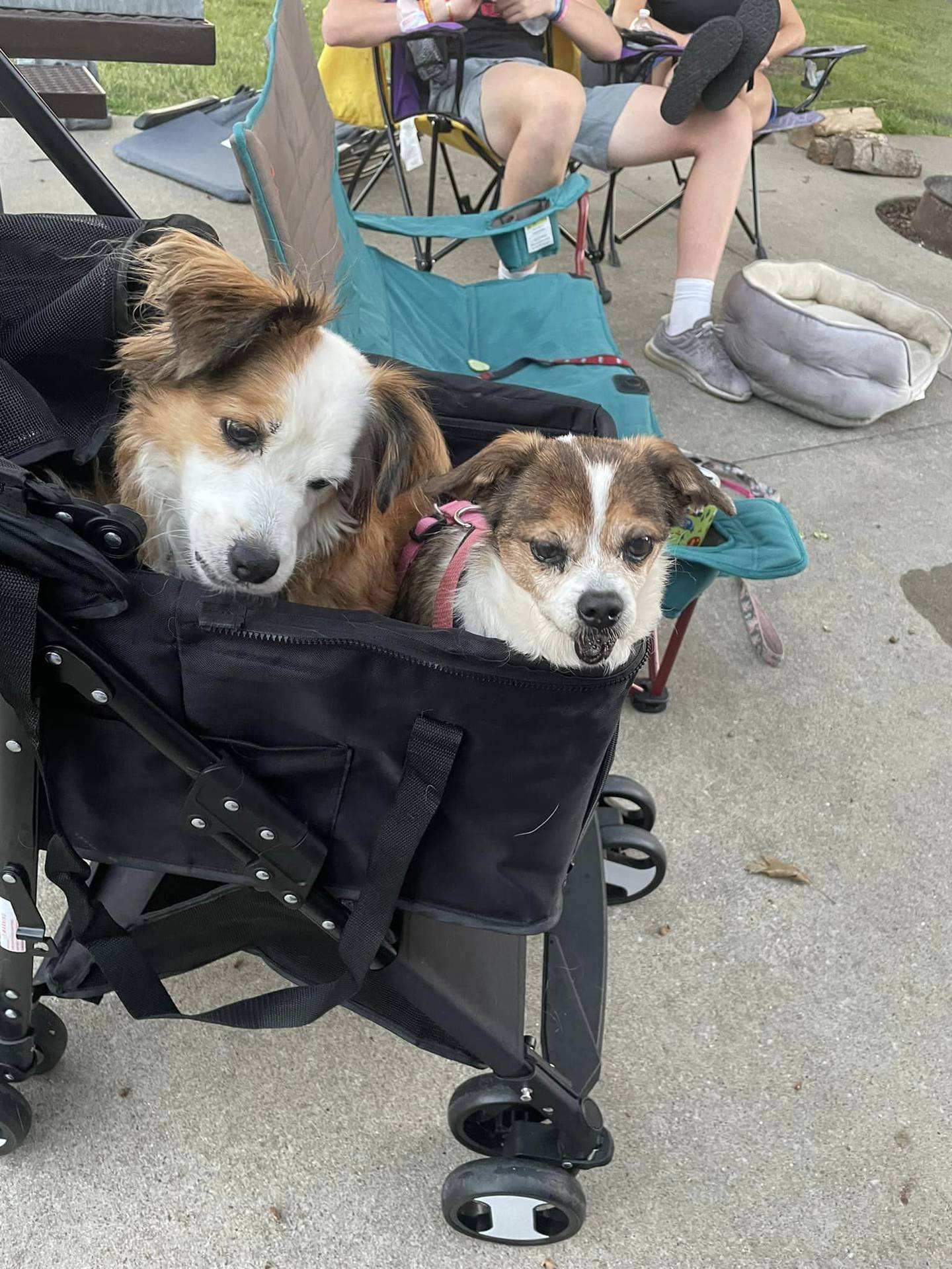 Bailey Ray (left) and Mabel are two senior dogs available for adoption through Dog Gone Rescue.