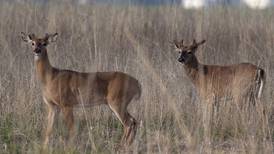 Non-resident hunting pressure increases