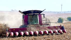 Diseased corn puts damper on otherwise strong output