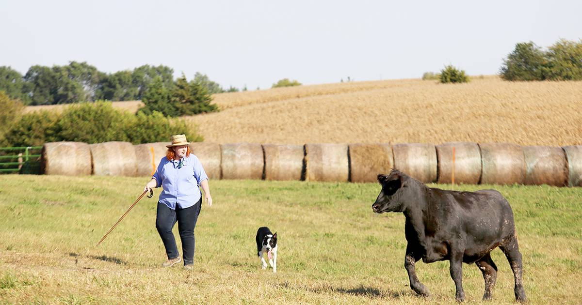 National Cattle Dog Finals results Creston News