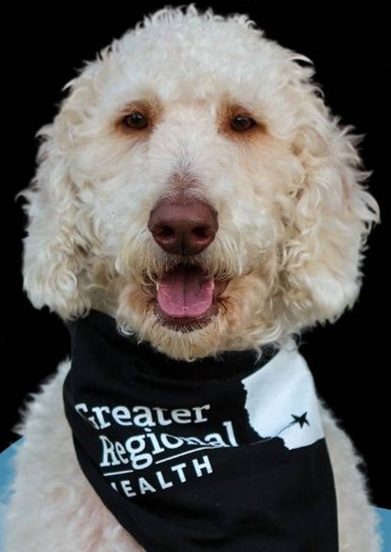 Great Danoodle (great dane and poodle mix) Flynn will soon be serving as a therapy dog at Gibson Memorial Library.