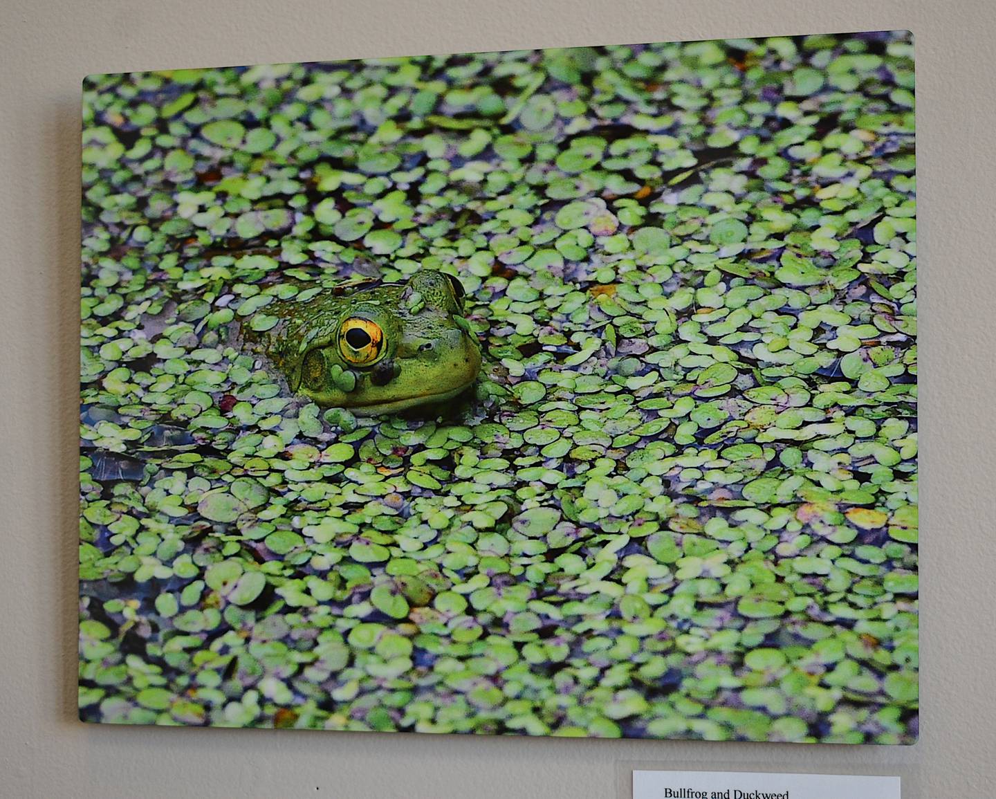 "Bullfrog and Duckweed," taken by Gary Hoard, shows a bullfrog poking its head out of a pond of duckweed. The photo was taken at Jester Park in Granger.