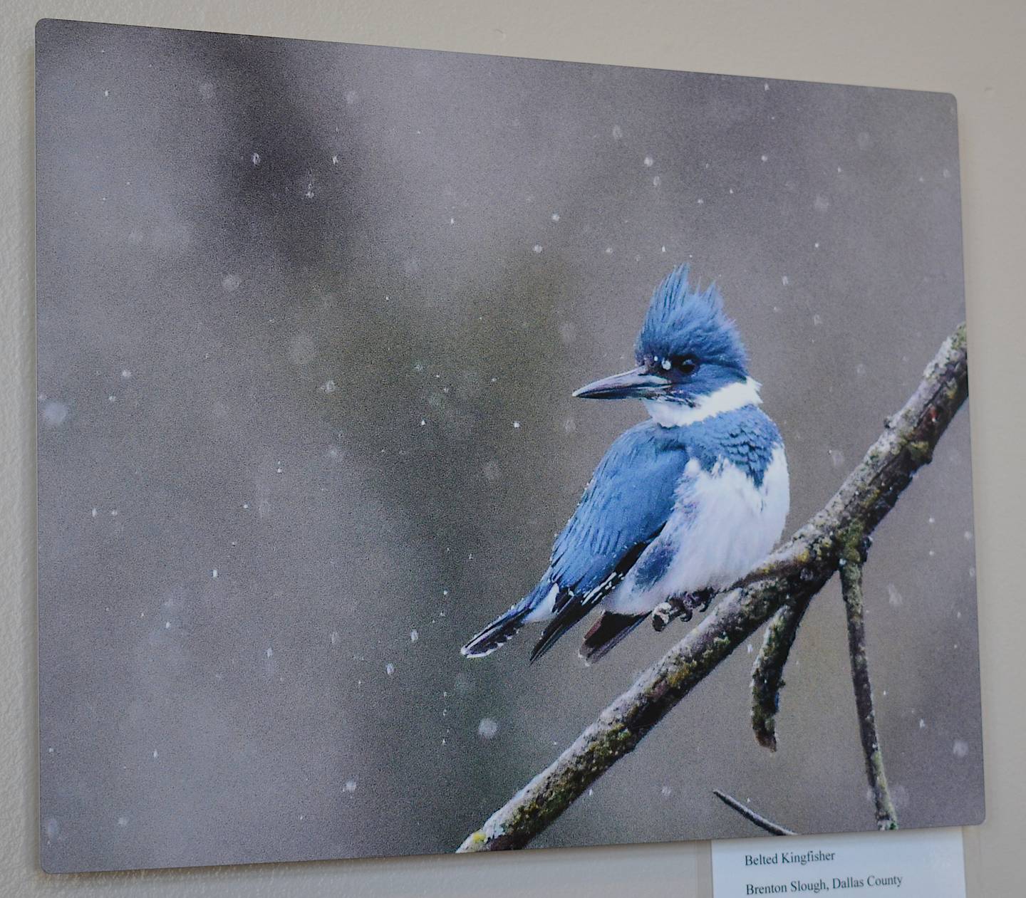 "Belted Kingfisher," showing the titular bird on a tree branch, taken by Gary Hoard in Brenton Slough, Dallas County.