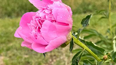PROGRESS: Follow the peony-lined road