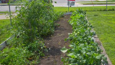Gate locked at Creston Community Garden