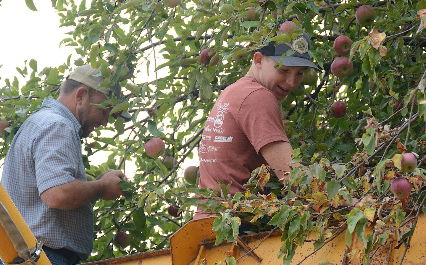 Cameron Hamer (left) and his son Titus harvest apples from the bucket of a backhoe recently at Larry Joe Vandewater's farm.