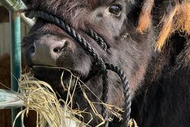 BEEF MONTH: Adair County teen falls in love with Highlands