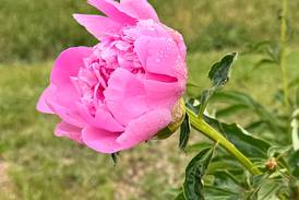 PROGRESS: Follow the peony-lined road