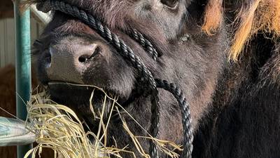 BEEF MONTH: Adair County teen falls in love with Highlands